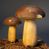 Zdjęcie: podgrzybek brunatny - Boletus badius 2.jpg